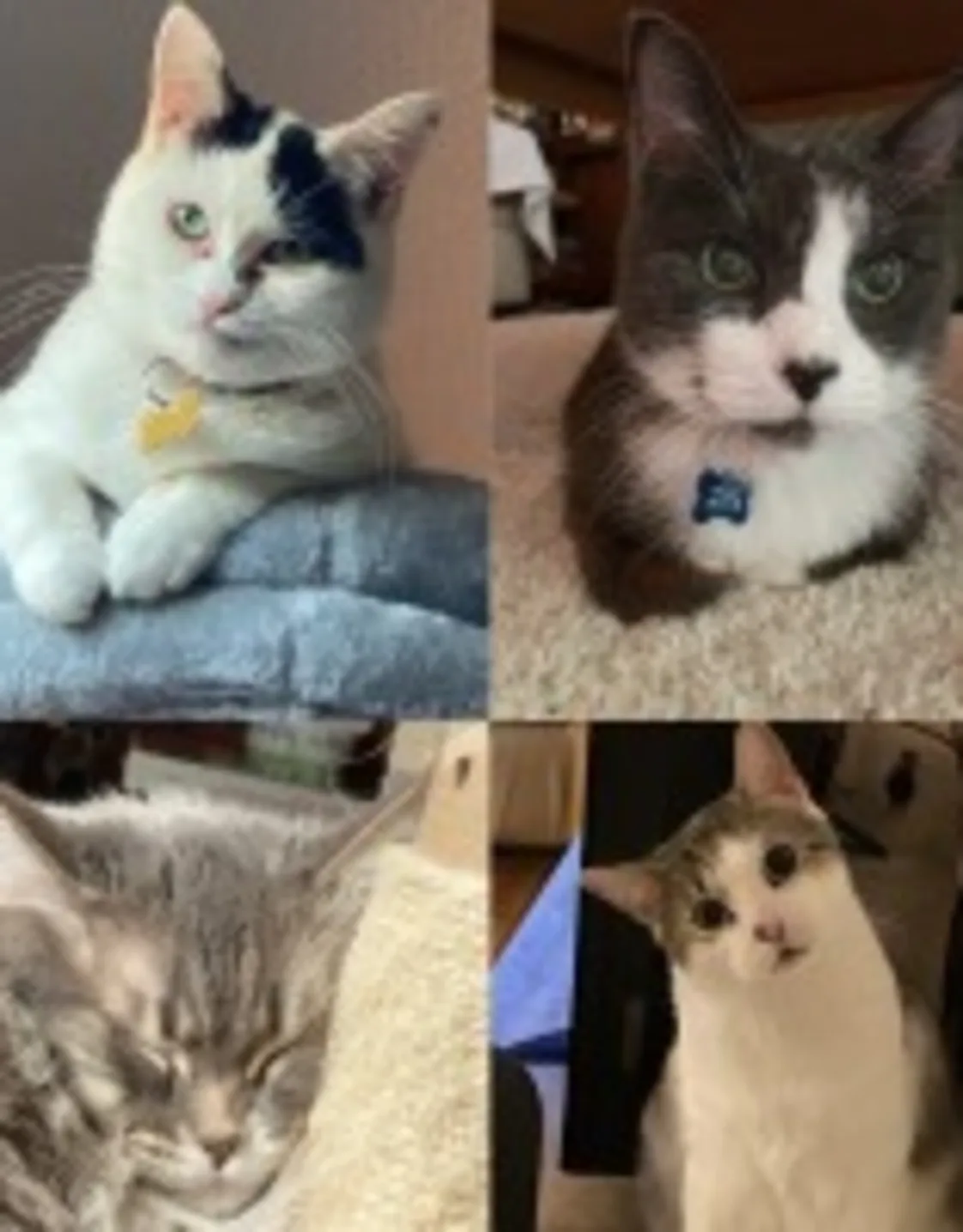 Cat placeholder image Cat placeholder image