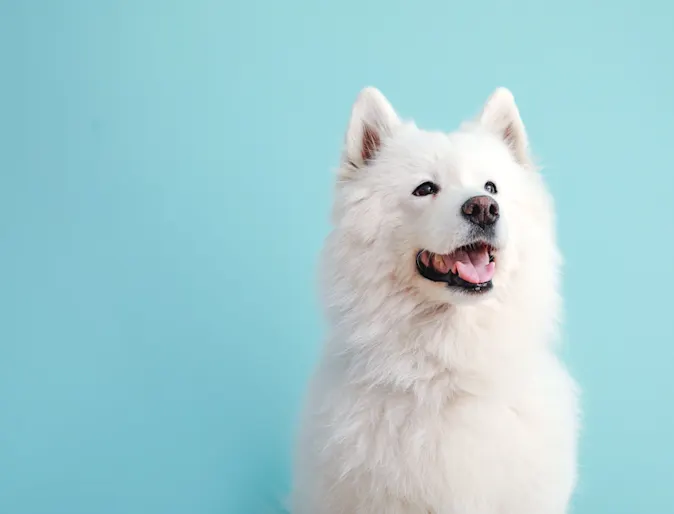 Happy White Husky Smiling for the Camera. Sitting in front of a light blue backdrop. Happy White Husky Smiling for the Camera. Sitting in front of a light blue backdrop.