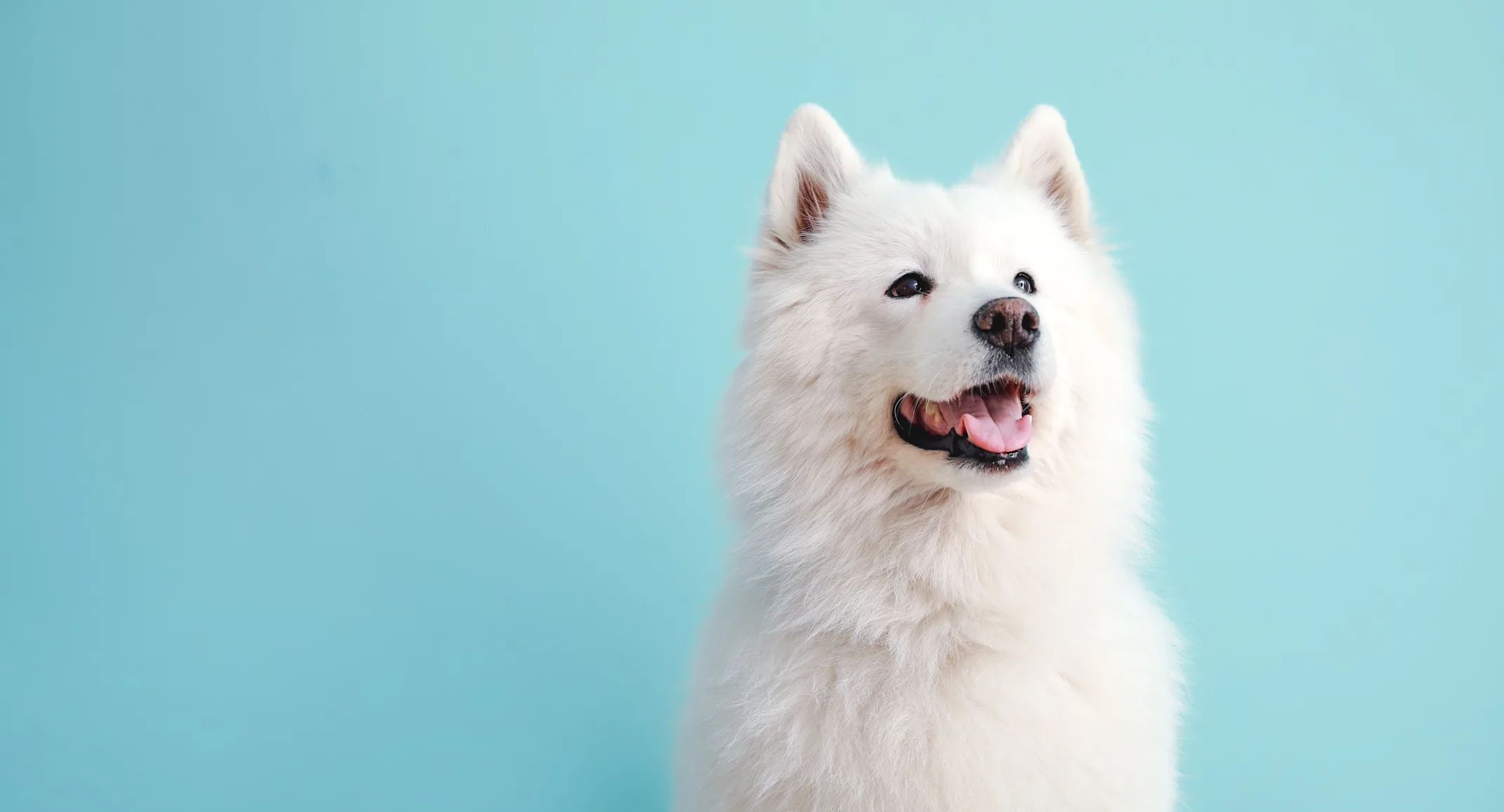 Happy White Husky Smiling for the Camera. Sitting in front of a light blue backdrop. Happy White Husky Smiling for the Camera. Sitting in front of a light blue backdrop.