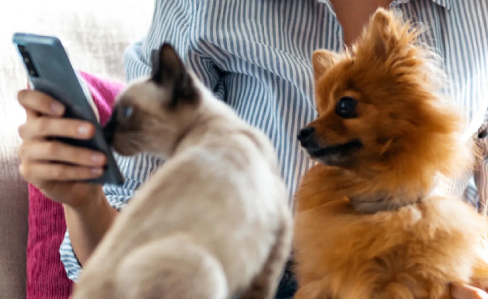 Dog and Cat on Couch with Cell Phone