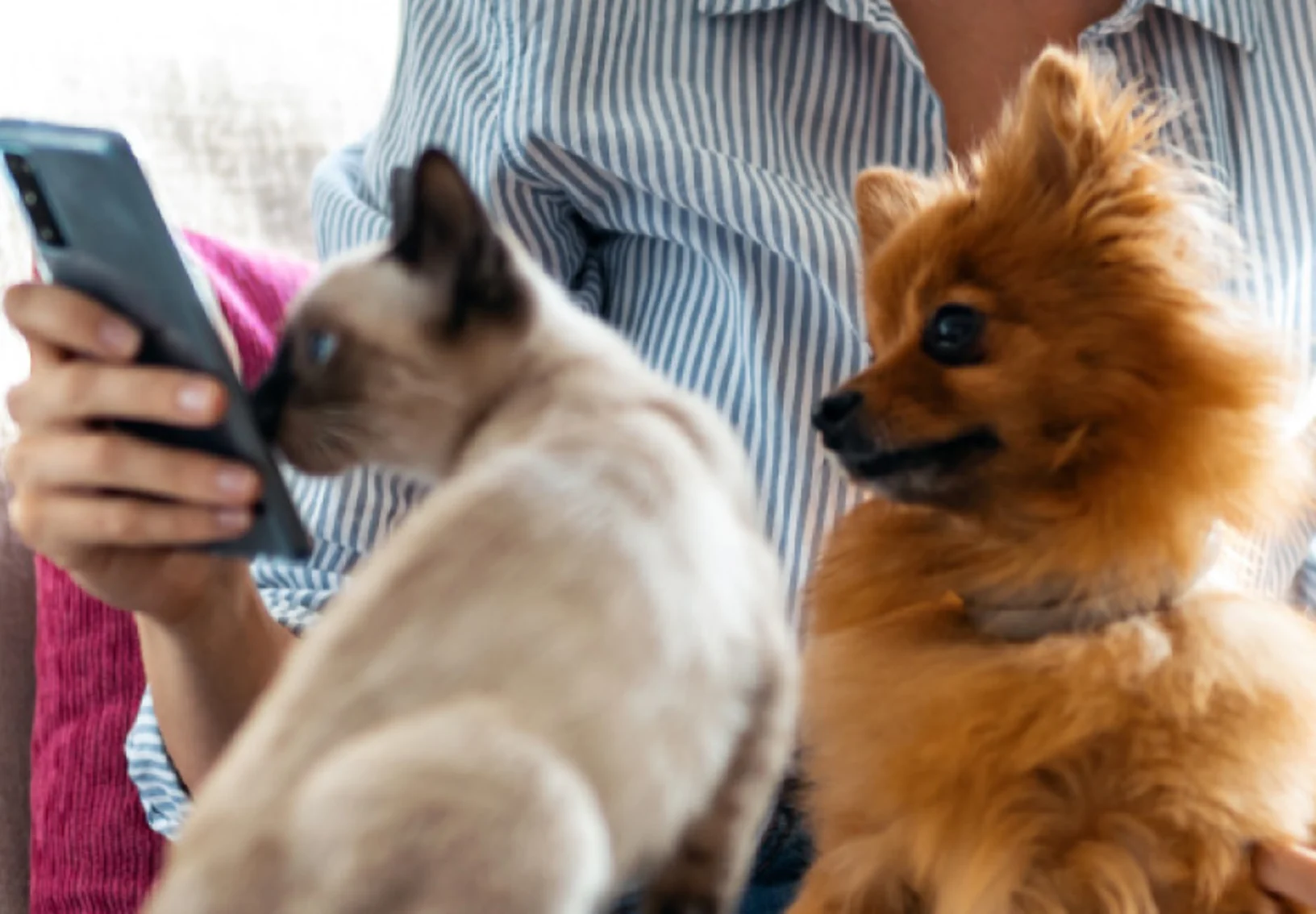 Dog and Cat on Couch with Cell Phone