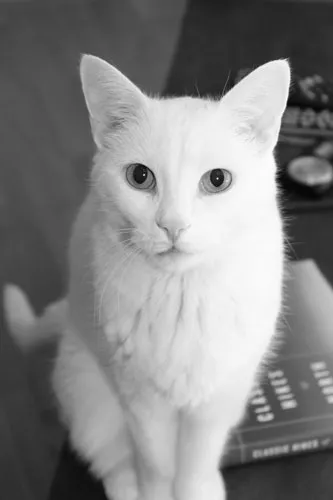 Black and white photo of a white cat