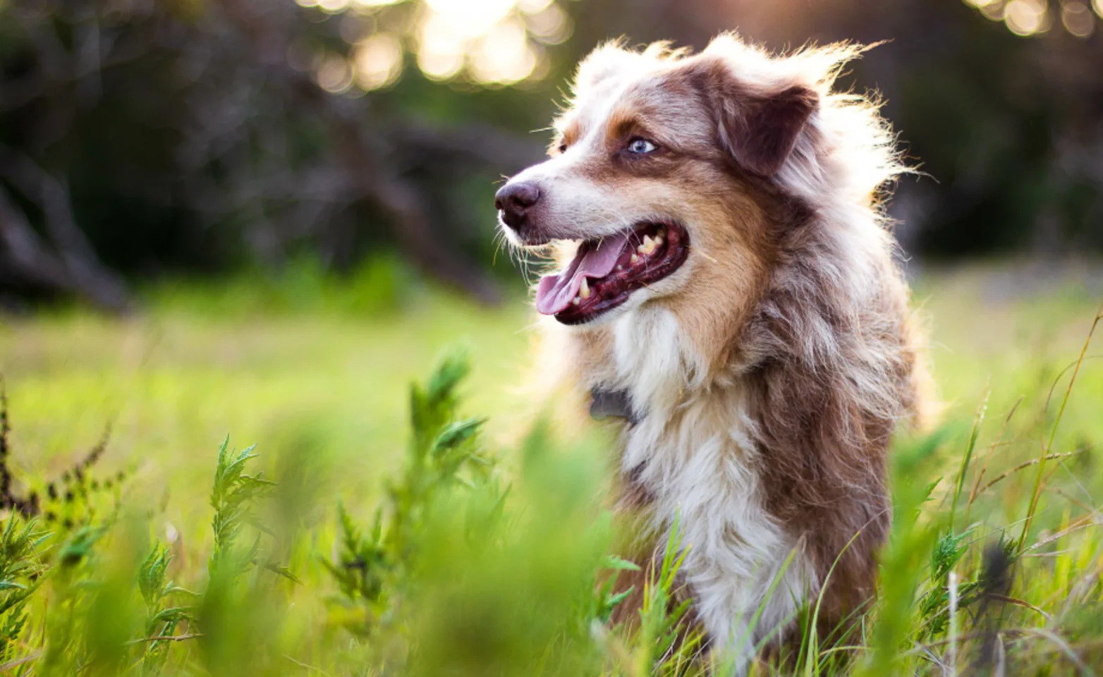 Australian Shepherd standing in grassy field Australian Shepherd standing in grassy field