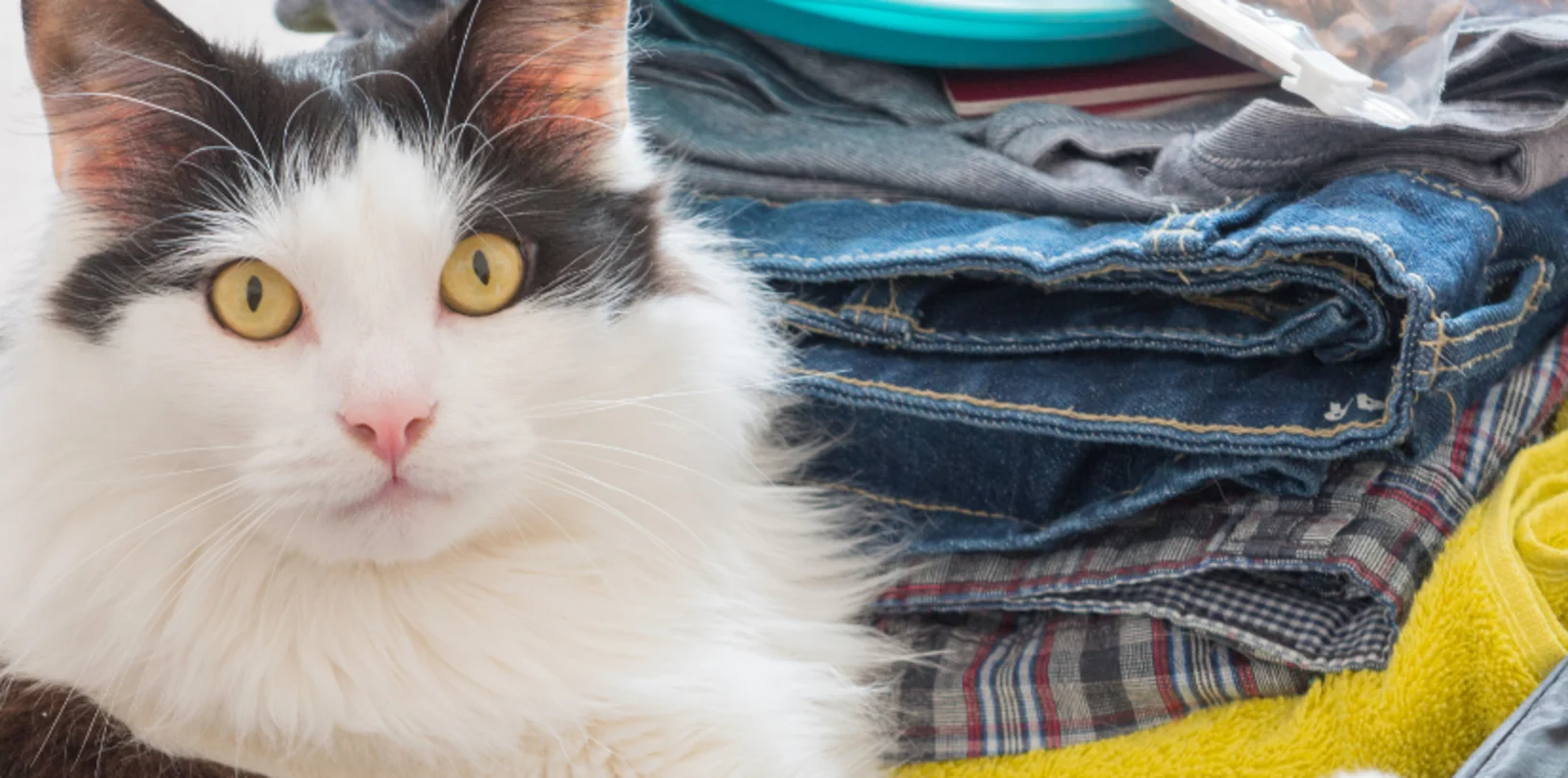 Cat in a luggage Cat in a luggage