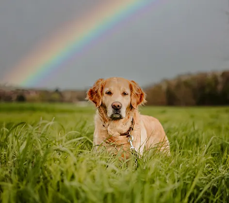 Dog sitting in grass under a rainbow Dog sitting in grass under a rainbow