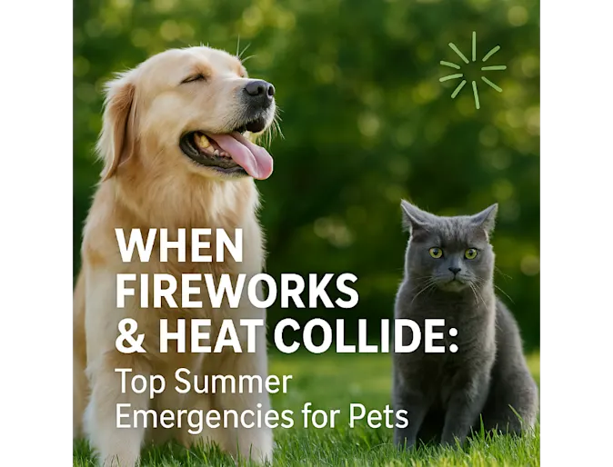 When Fireworks & Heat Collide: Top Summer Emergencies for Pets When Fireworks & Heat Collide: Top Summer Emergencies for Pets