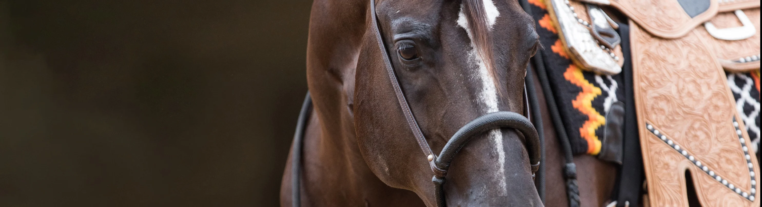 Equine - Horse with a saddle Equine - Horse with a saddle