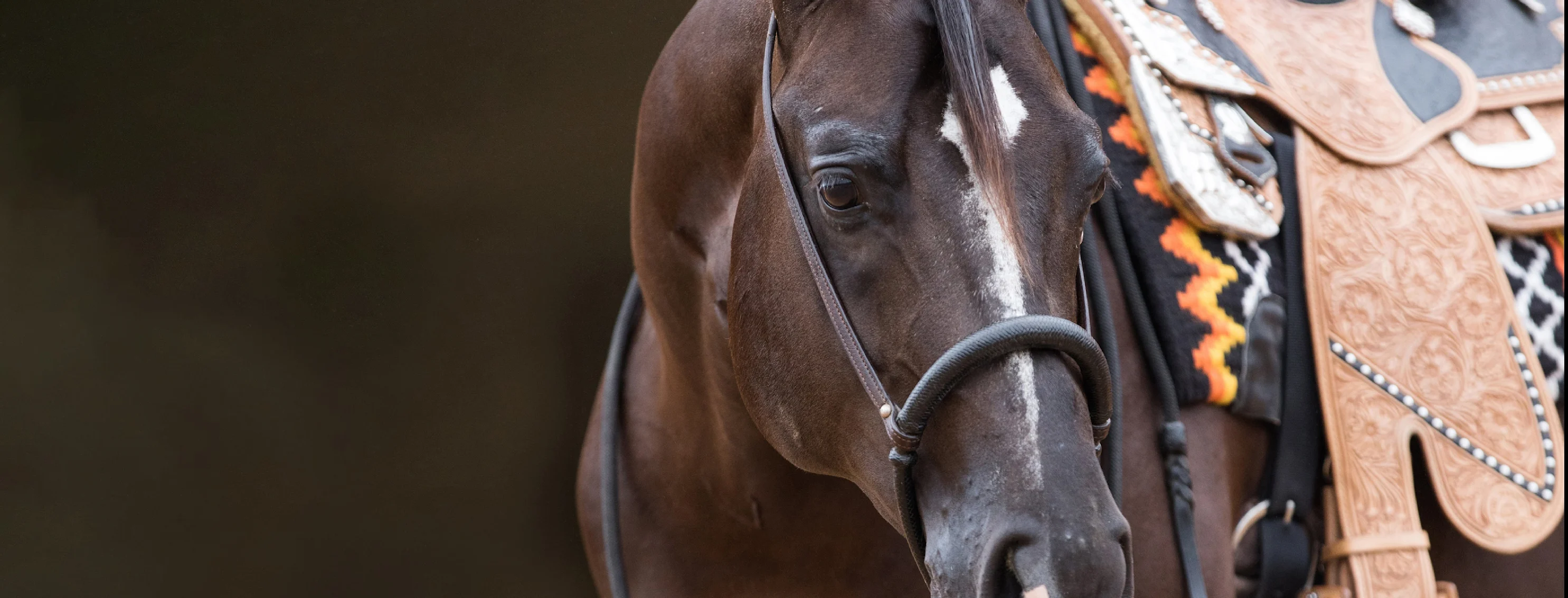 Equine - Horse with a saddle Equine - Horse with a saddle