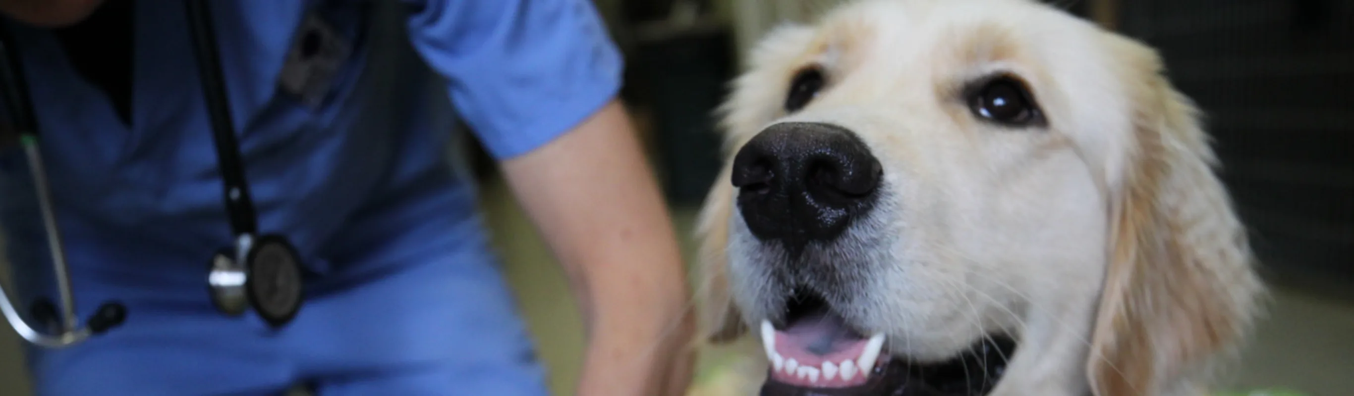 Smiling dog laying down Smiling dog laying down