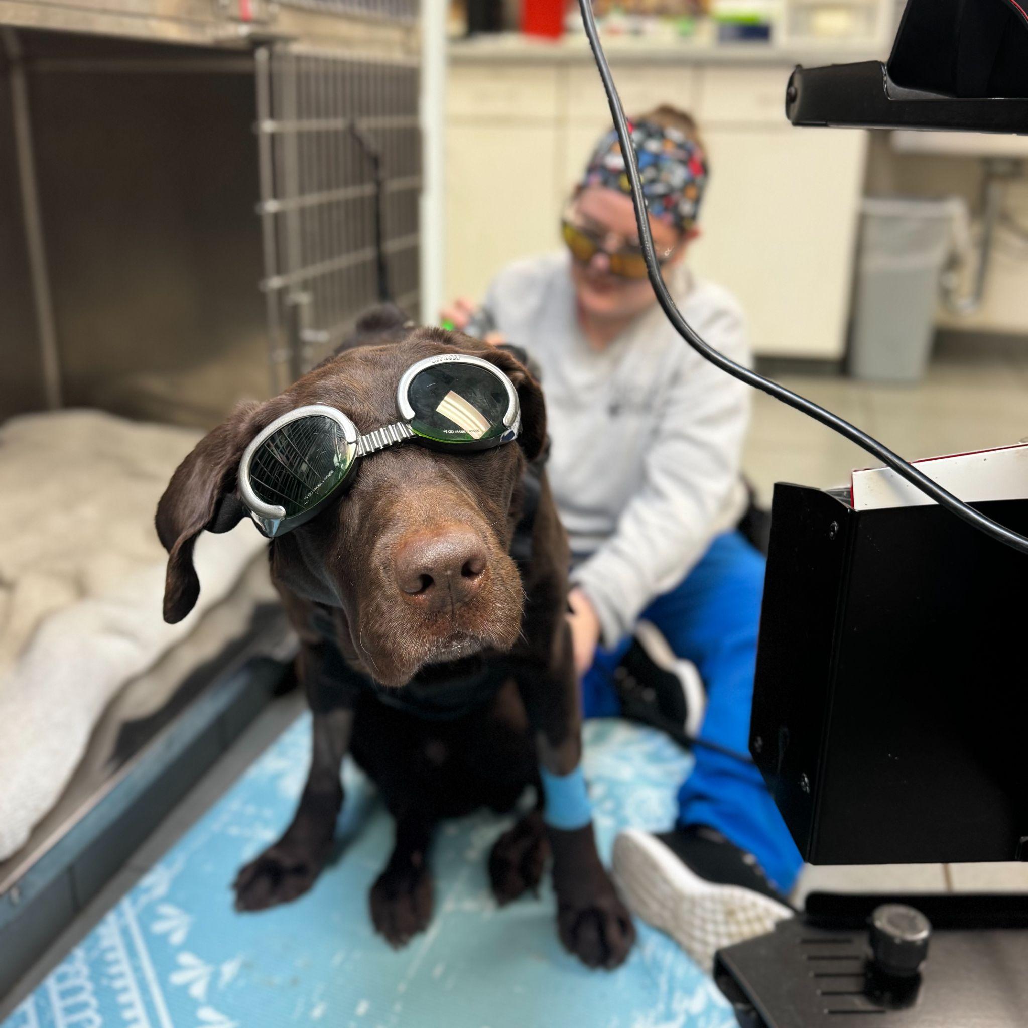  Rehabilitation Therapy at Animal Medical Clinic - Hattiesburg 