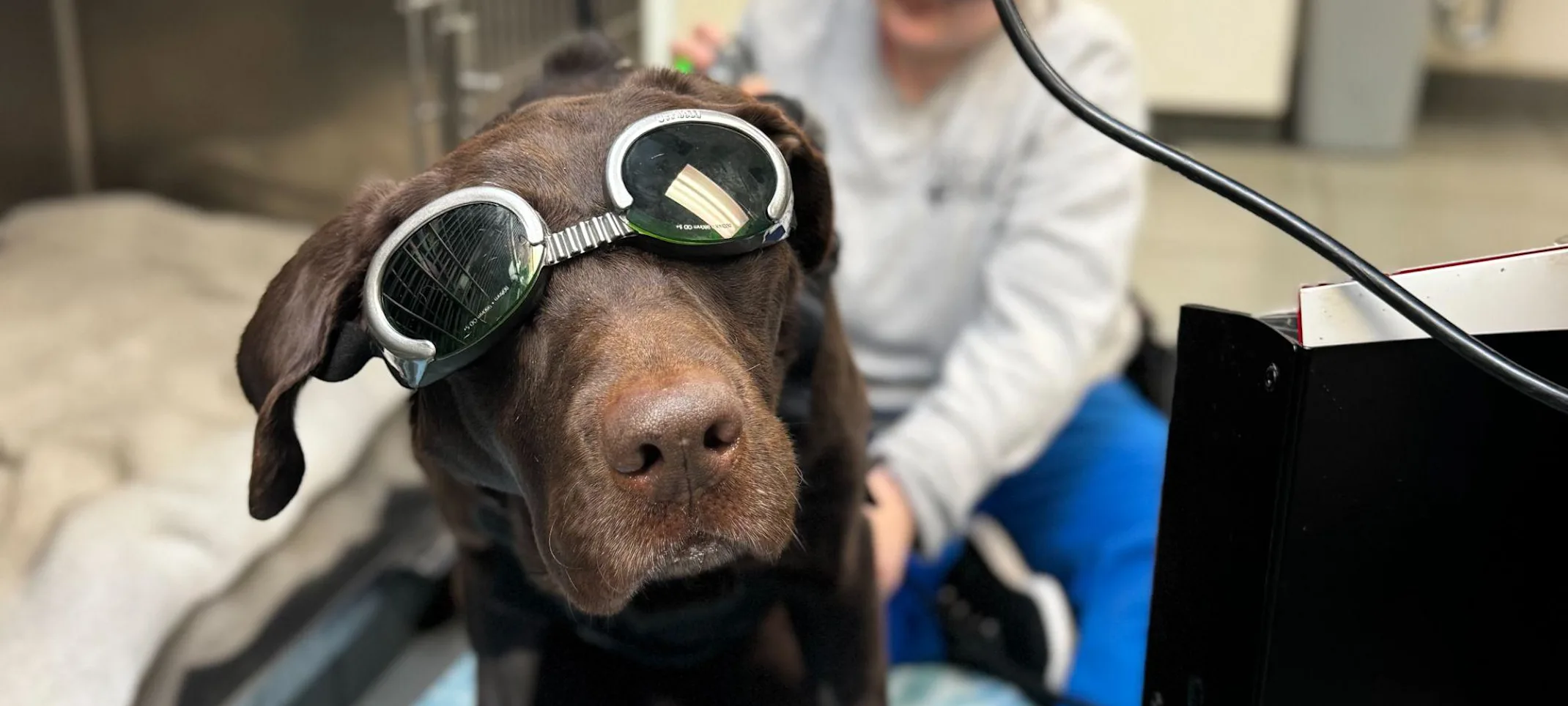 Rehabilitation Therapy at Animal Medical Clinic - Hattiesburg  Rehabilitation Therapy at Animal Medical Clinic - Hattiesburg