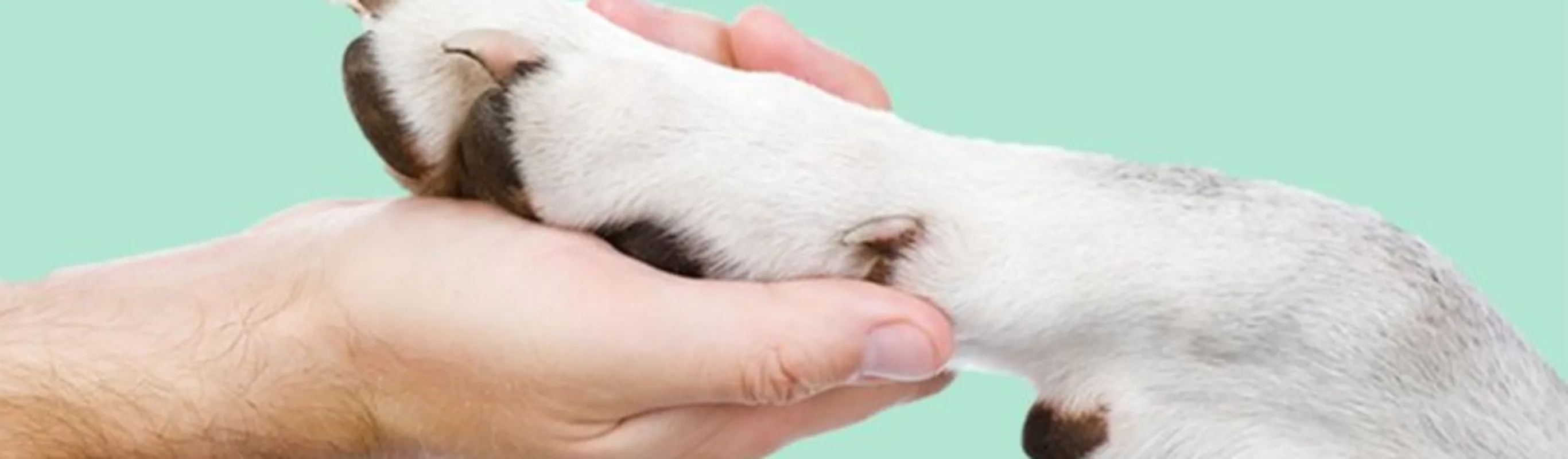 Human hand holding a dog paw