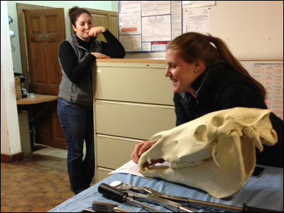 Seminar inspecting horse skull