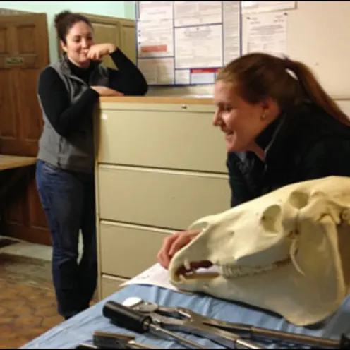 Seminar inspecting horse skull Seminar inspecting horse skull