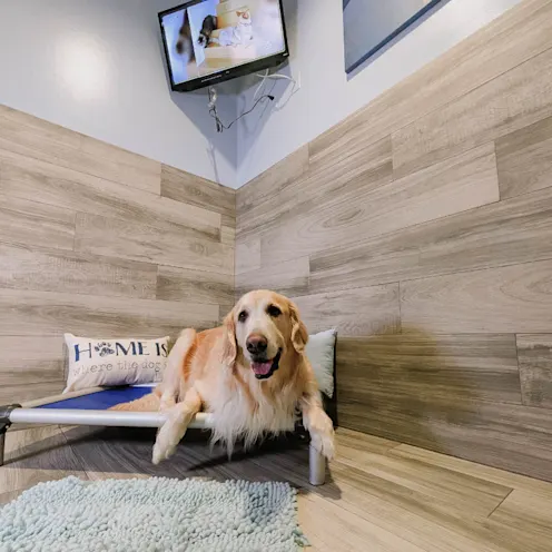 Golden Retriever lounging on raised luxury bed. Golden Retriever lounging on raised luxury bed.