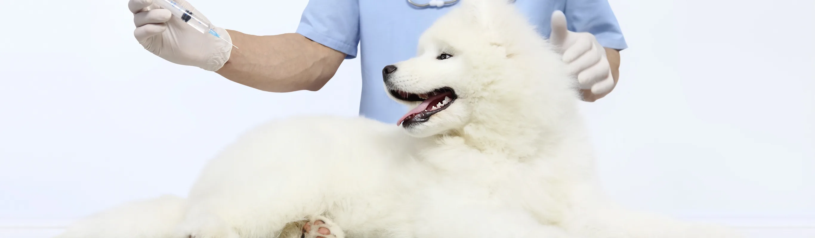 Dog in clinic