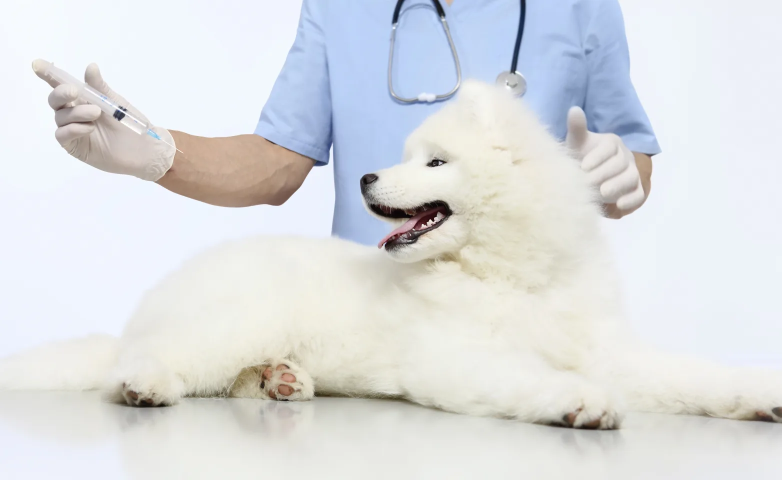 Dog in clinic