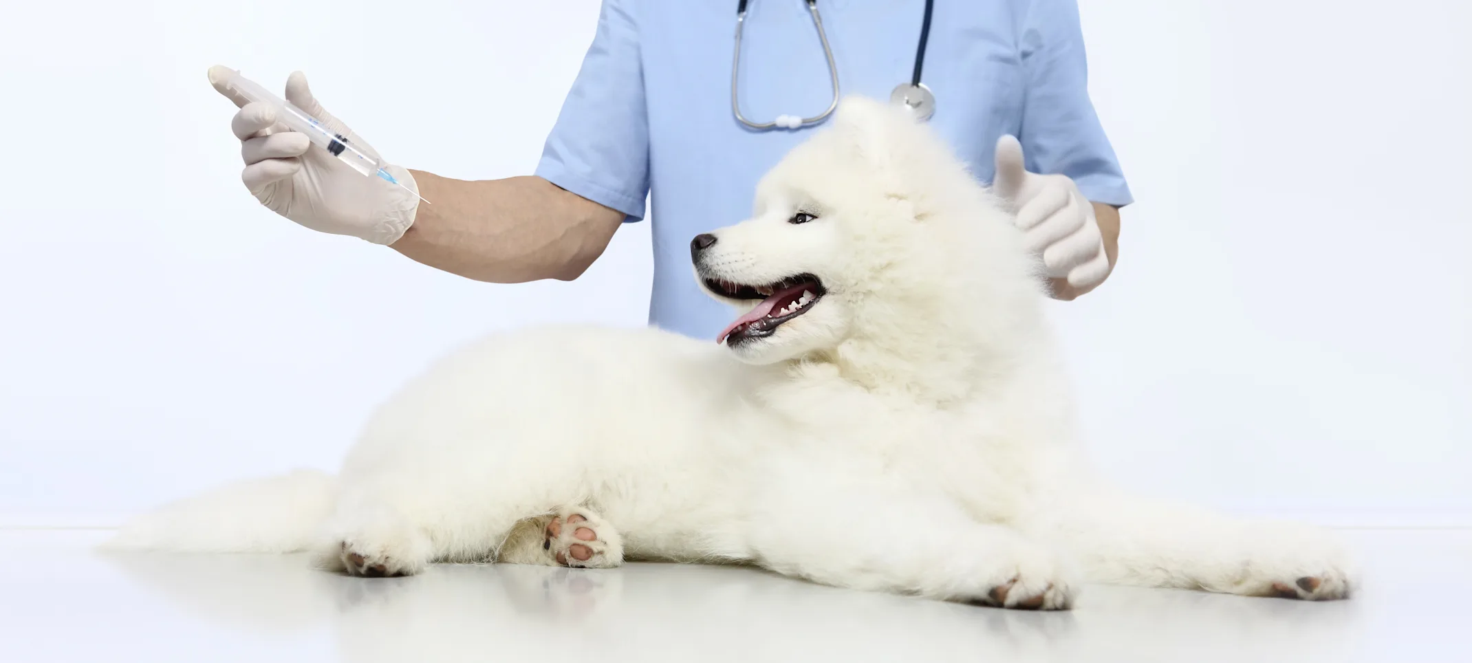 Dog in clinic Dog in clinic