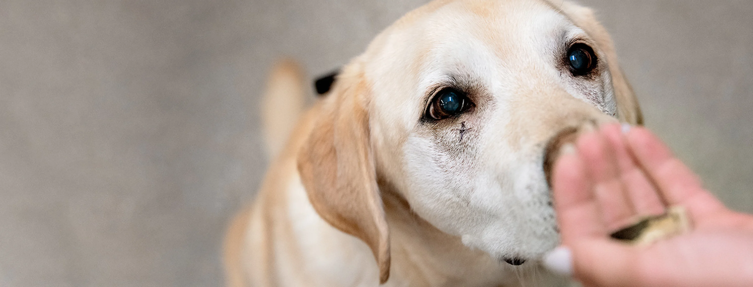 Dog looking at a treat in their owner's hand Dog looking at a treat in their owner's hand
