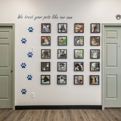 Animal Picture Wall