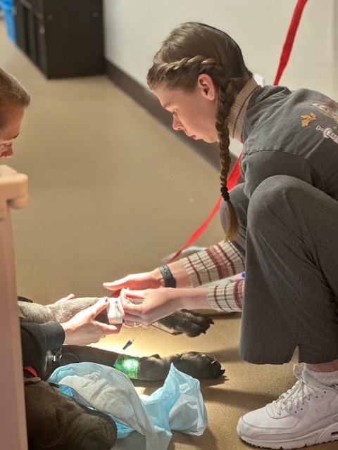 Our Veterinary Assistant (Jessica) placing a catheter