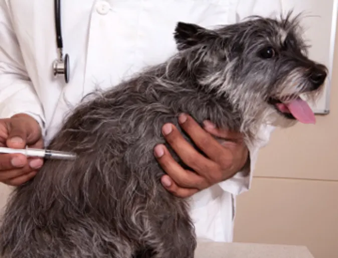 Grey Dog getting Vaccine Grey Dog getting Vaccine