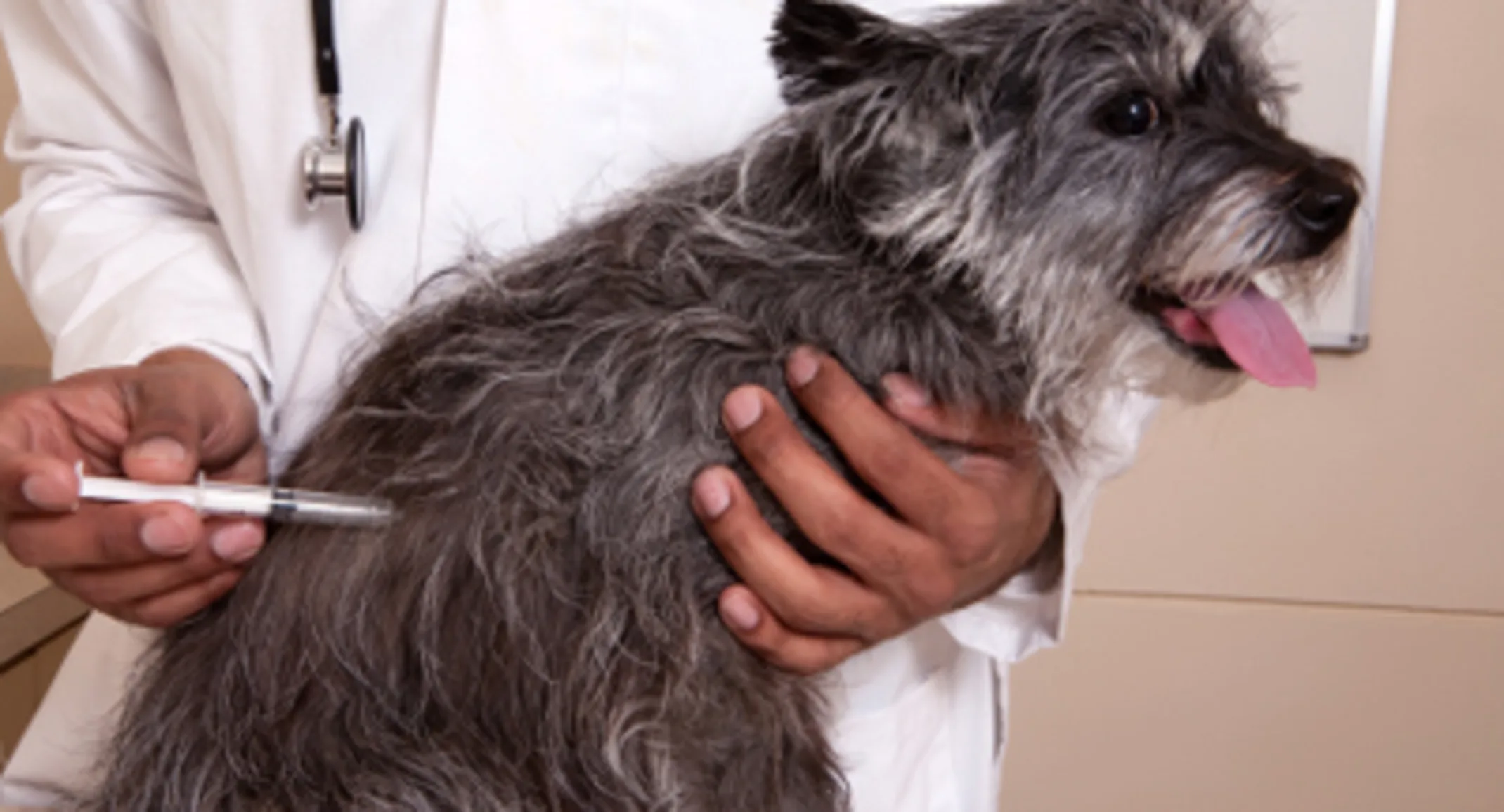 Grey Dog getting Vaccine Grey Dog getting Vaccine