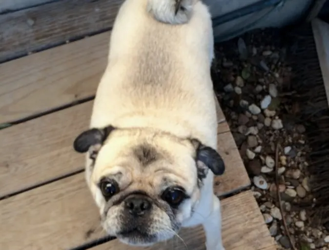a pug stands on a wooden floor a pug stands on a wooden floor