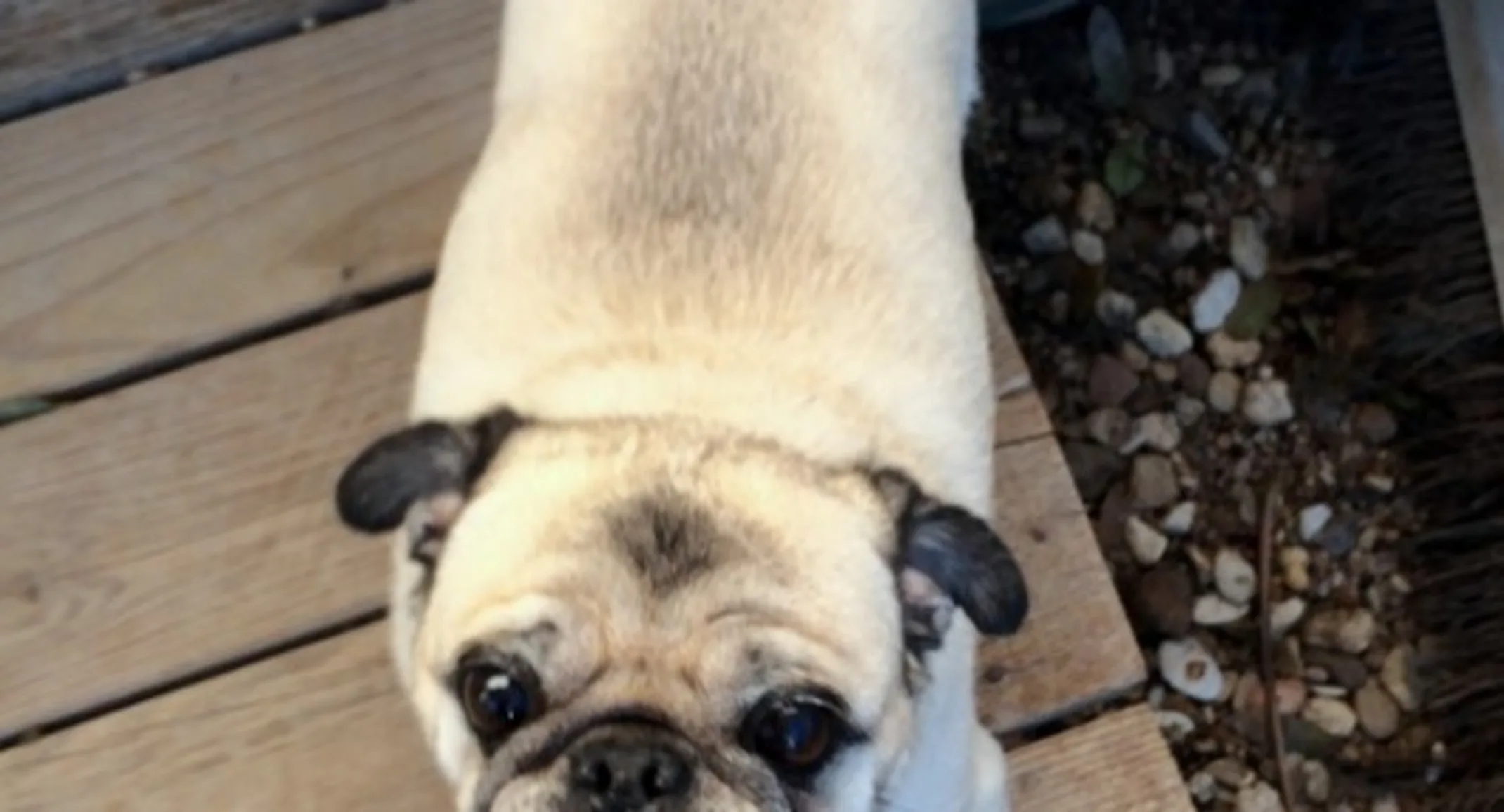 a pug stands on a wooden floor