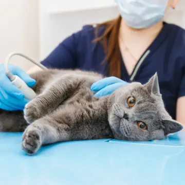 A grey cat receiving an ultrasound