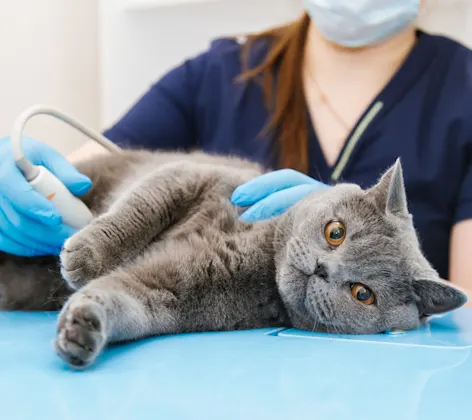 A grey cat receiving an ultrasound