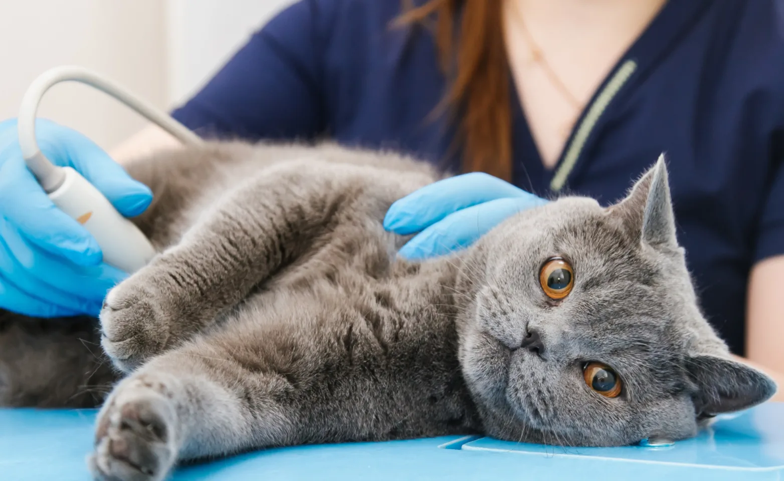 A grey cat receiving an ultrasound A grey cat receiving an ultrasound