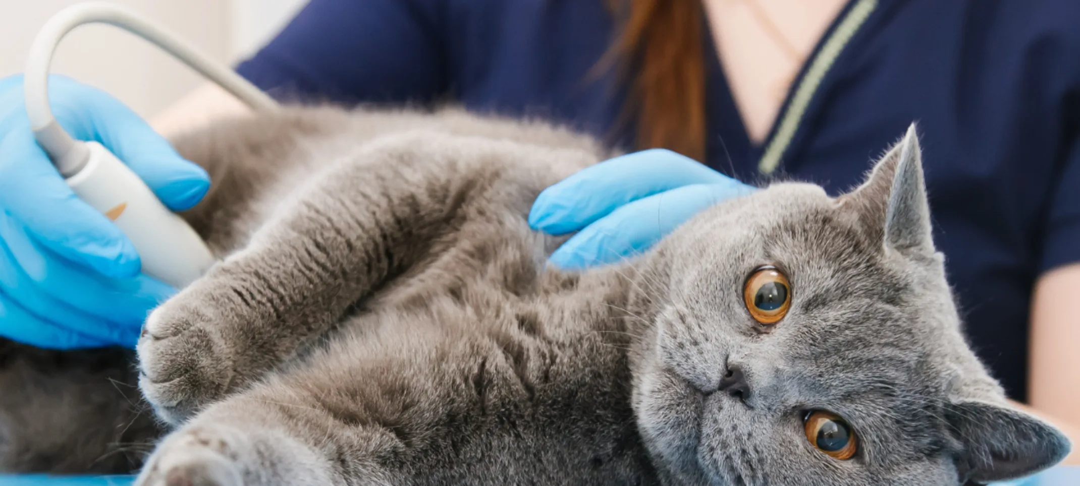 A grey cat receiving an ultrasound