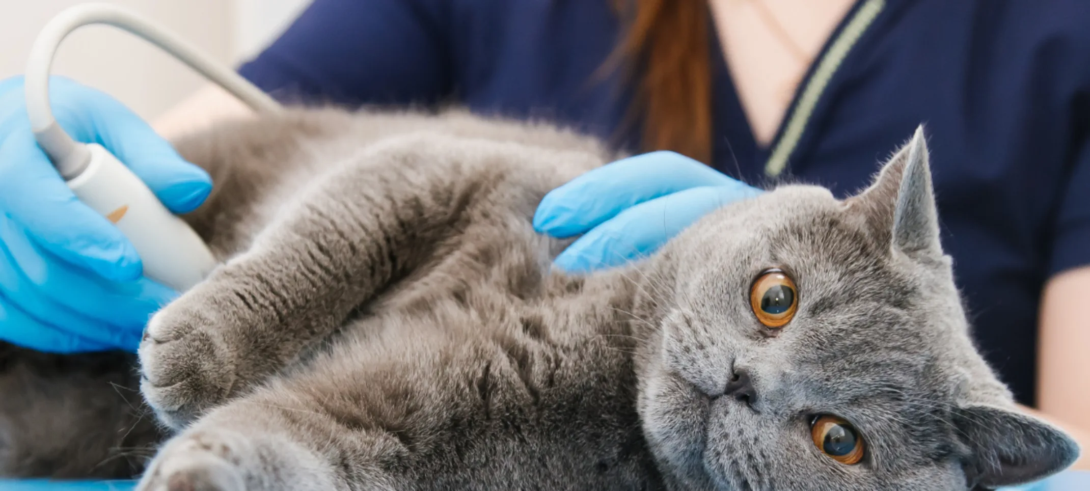 A grey cat receiving an ultrasound