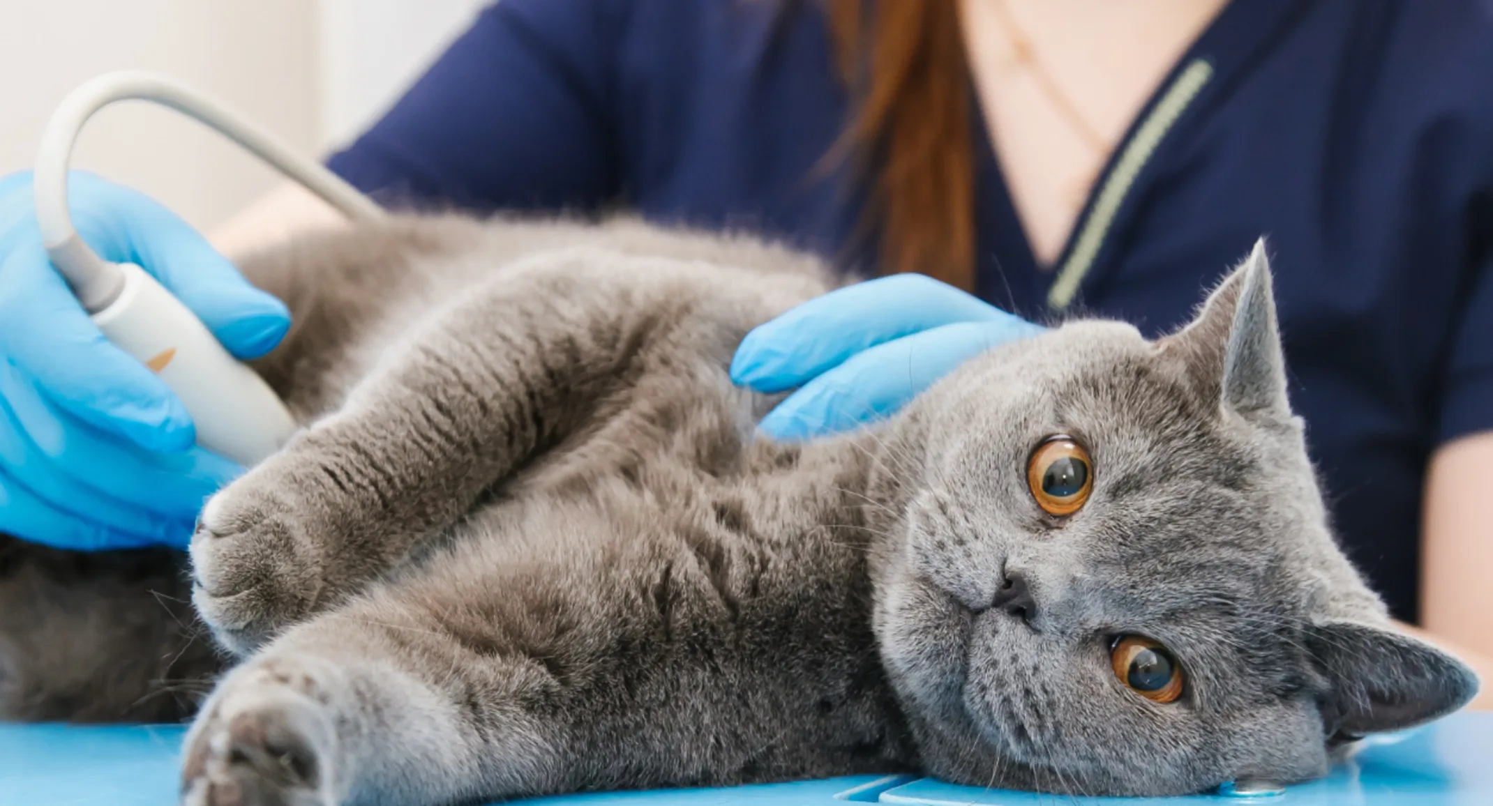 A grey cat receiving an ultrasound A grey cat receiving an ultrasound