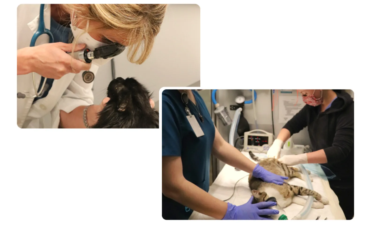 two overlapping images of veterinarians examining cats