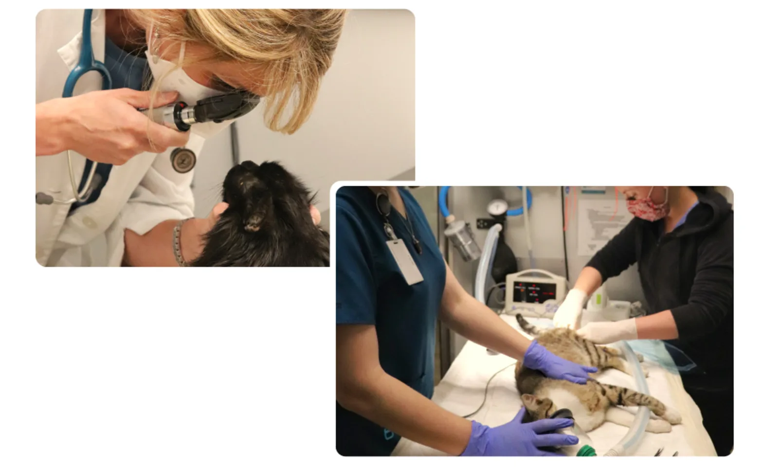 two overlapping images of veterinarians examining cats