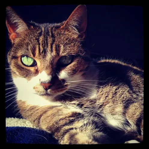 Felix at Hanover Park Animal Care Center Felix at Hanover Park Animal Care Center