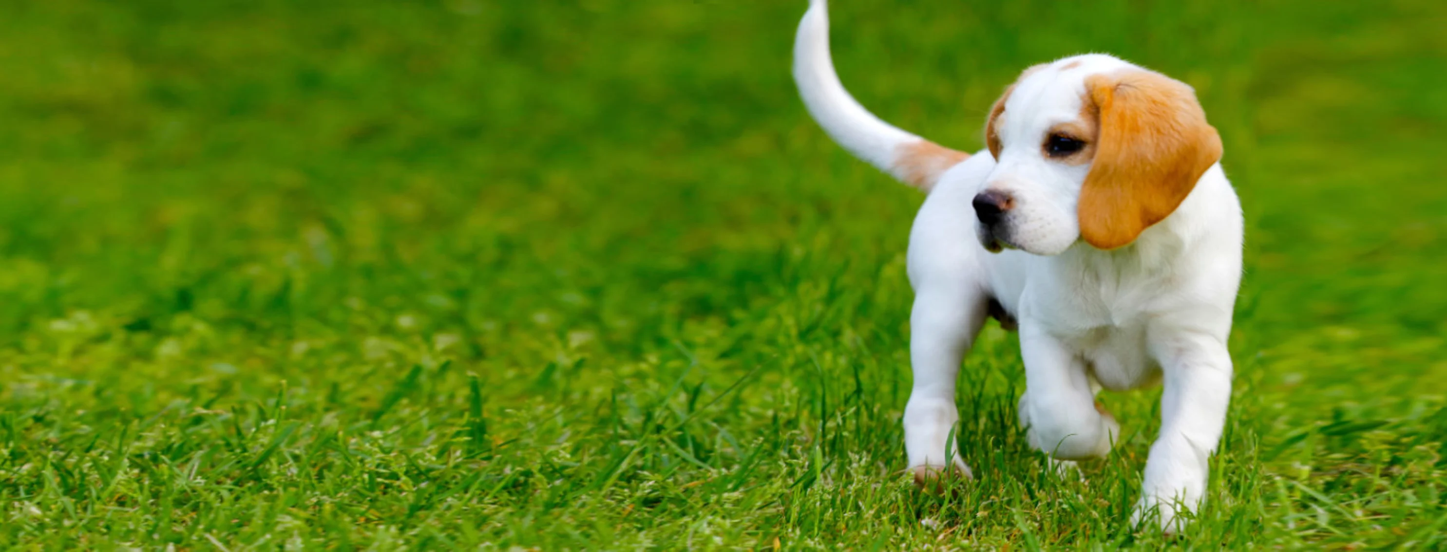Beagle (Dog) Puppy Walking on Grass