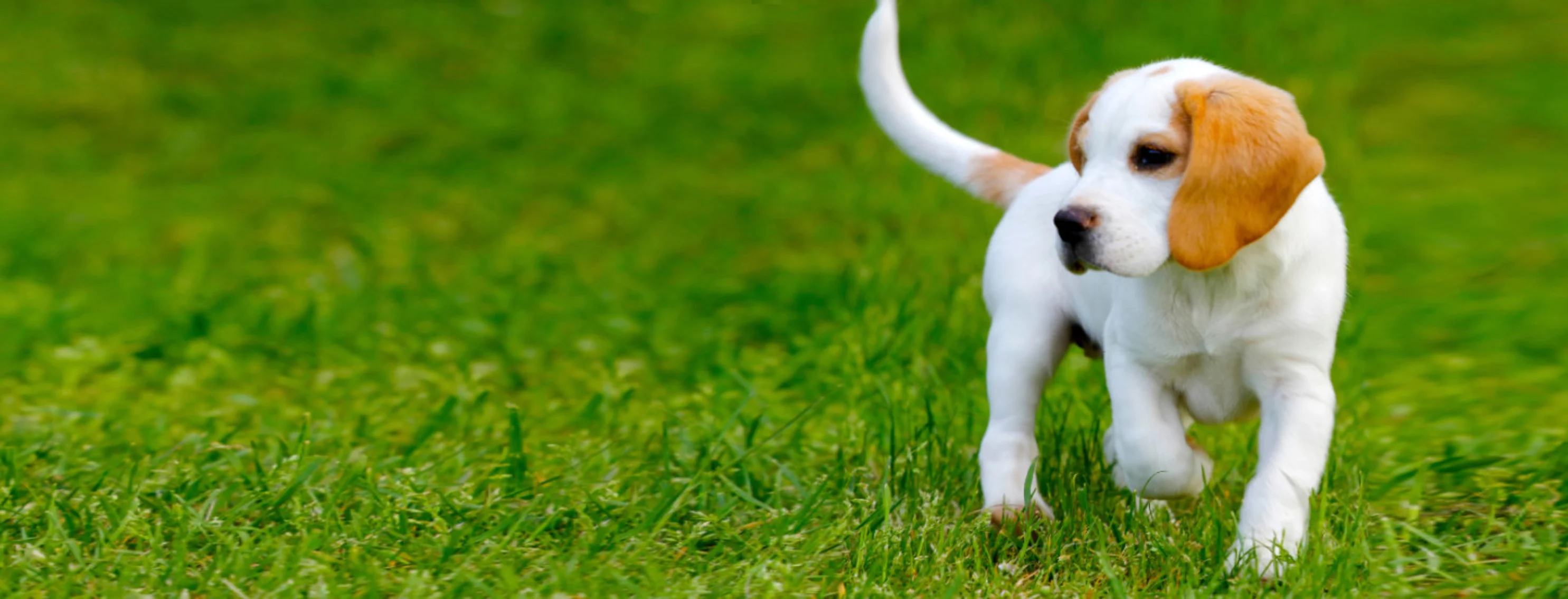 Beagle (Dog) Puppy Walking on Grass Beagle (Dog) Puppy Walking on Grass