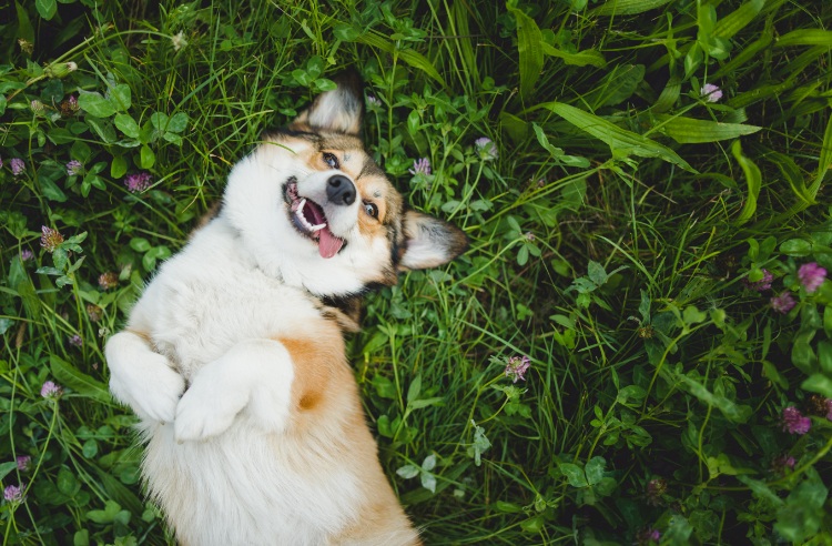 Corgi dog laying in grass