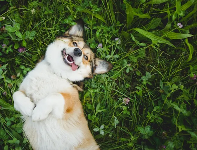 Corgi dog laying in grass Corgi dog laying in grass