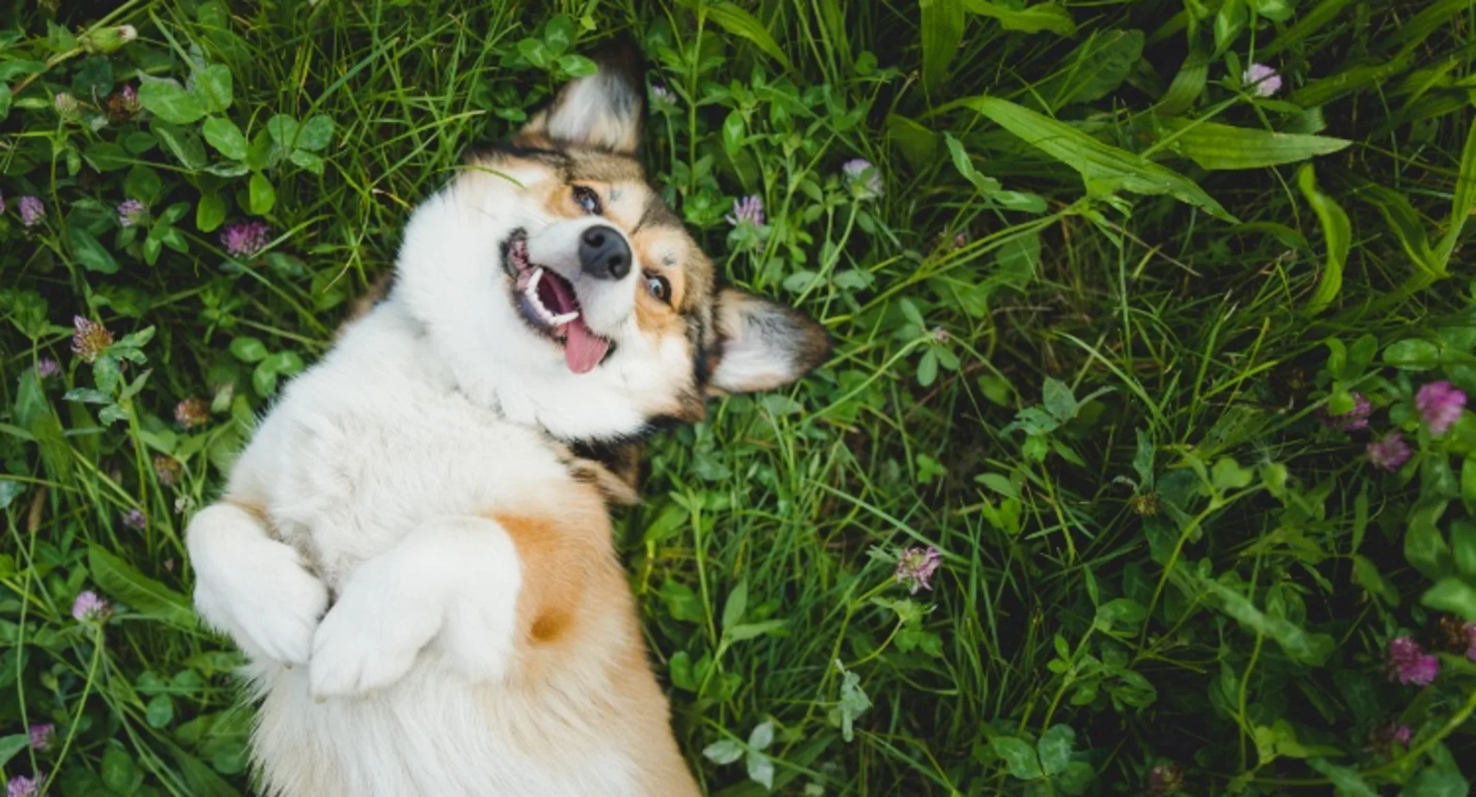 Corgi dog laying in grass Corgi dog laying in grass