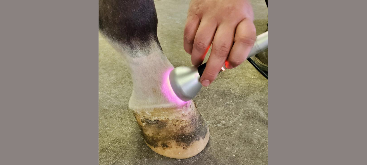 Laser Therapy at Abraham's Equine Clinic