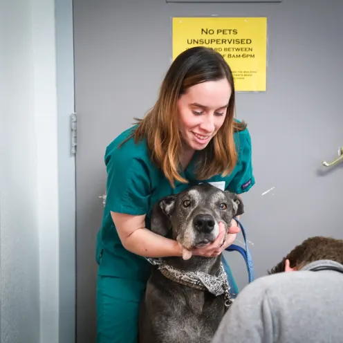 a staff member in teal scrubs holds an old dog while a doctor examines it