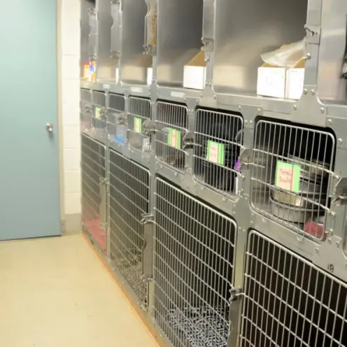 Oak Knoll Animal Hospital small and medium kennels