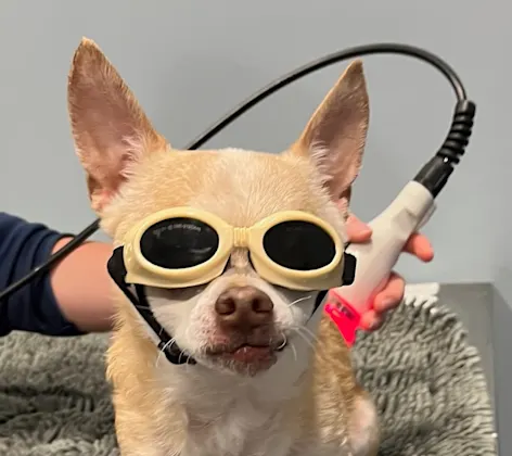 Dog with goggles on receiving laser therapy Dog with goggles on receiving laser therapy