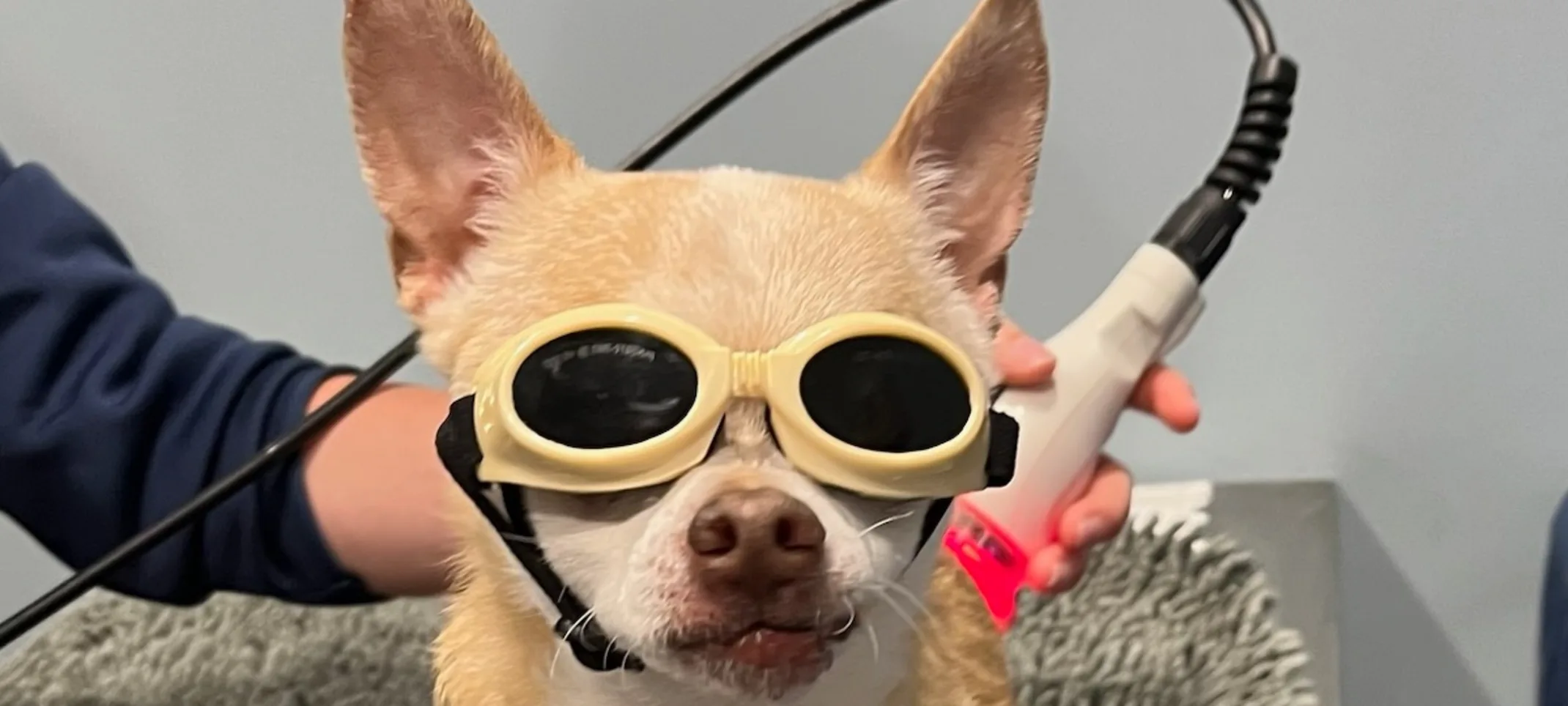 Dog with goggles on receiving laser therapy Dog with goggles on receiving laser therapy