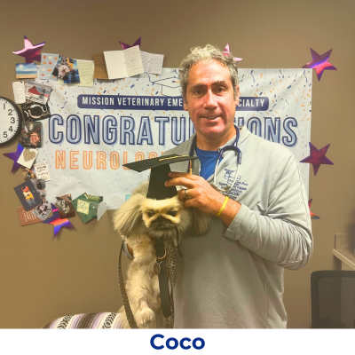 Coco the dog with graduate hat on