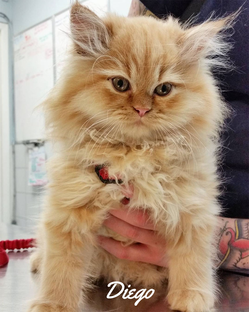 Orange cat named Diego